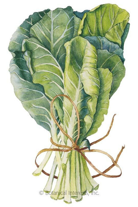 Botanical Interests Georgia Southern Collards Seeds