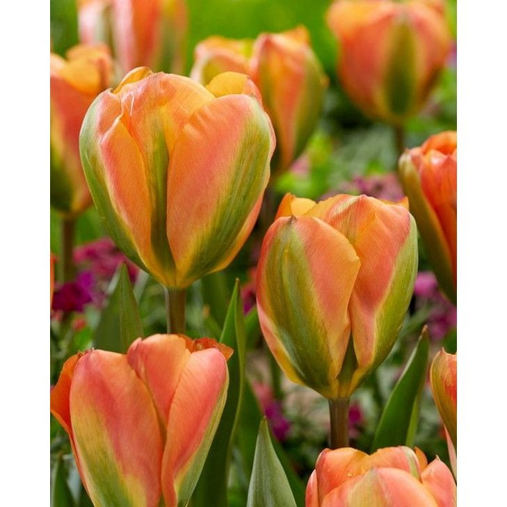 Orange Marmalade Tulip Bulbs 7 Pack