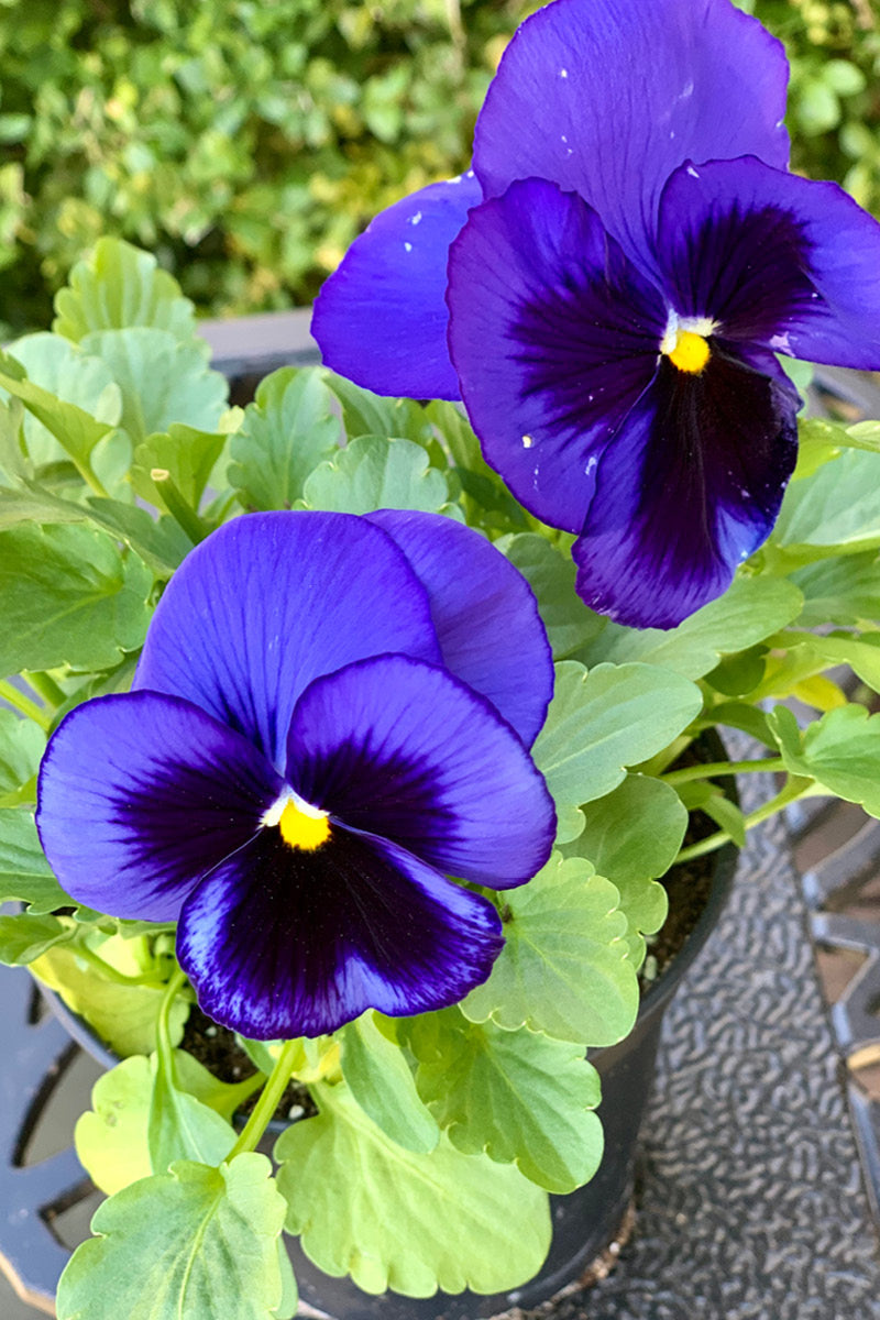 Pansy, Matrix Blue Blotch 306 Flat