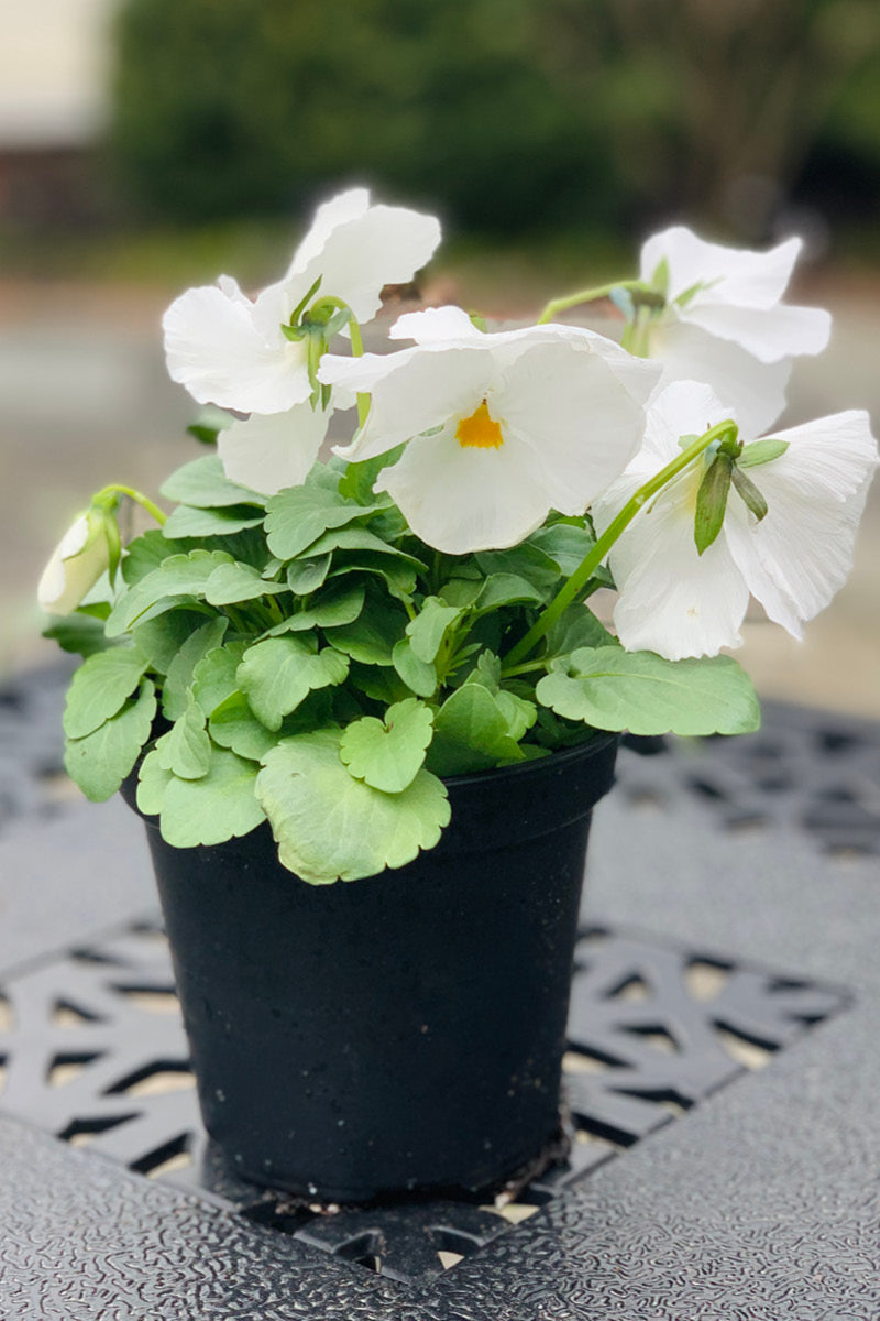 Pansy, Matrix White