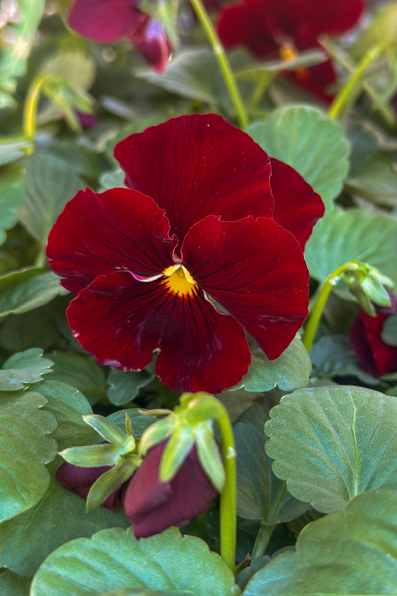 Pansy, Clear Scarlet 1G
