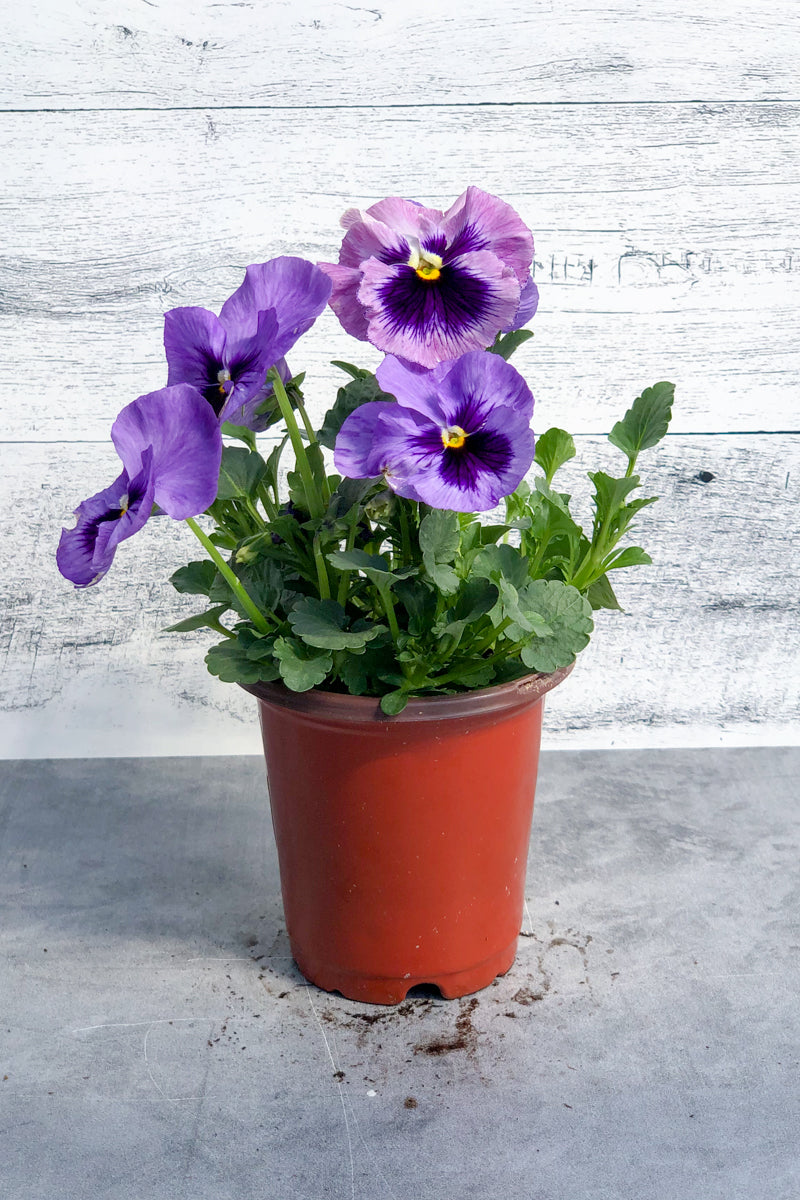 Pansy, Lavender Blue