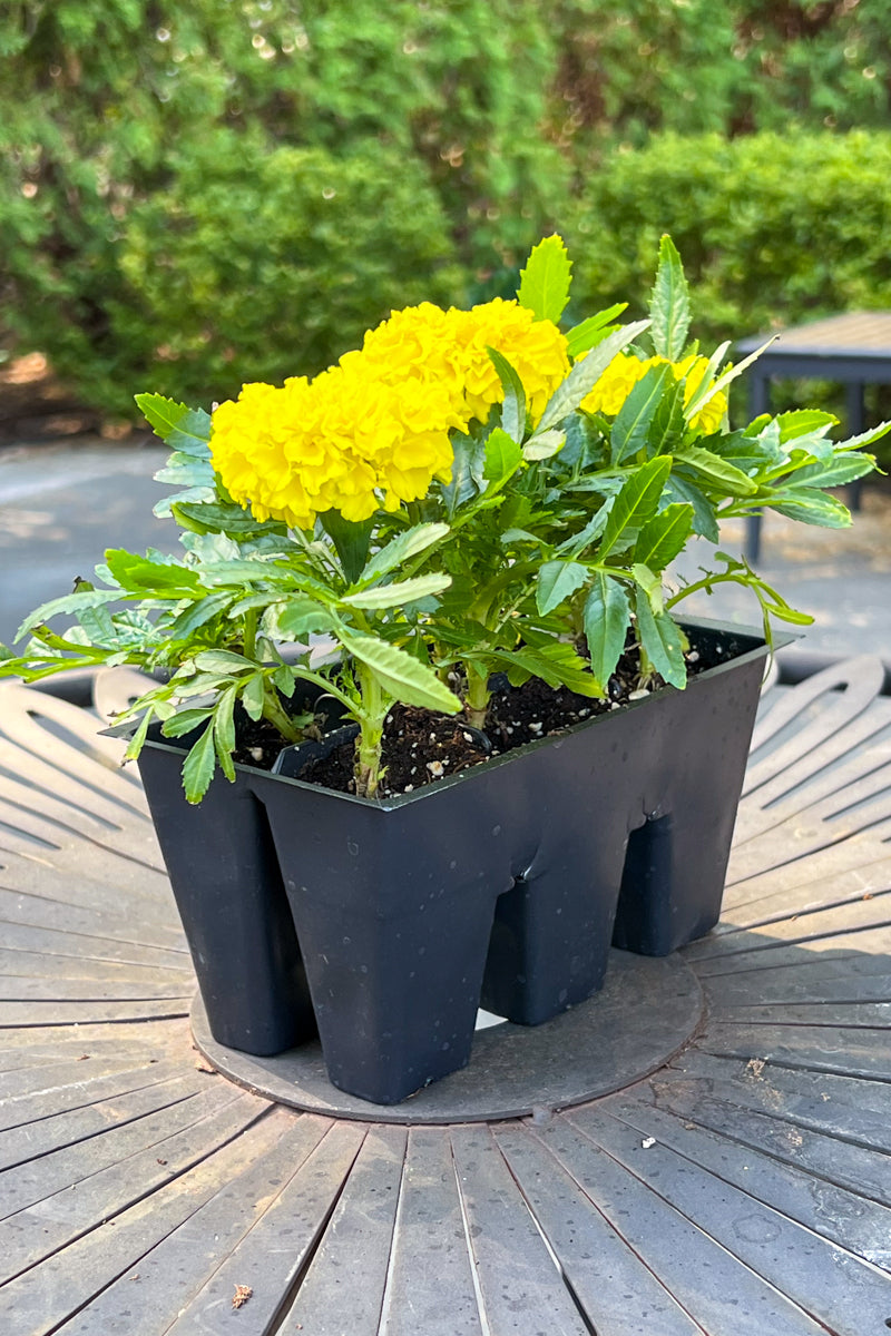 Marigold, Dwarf Yellow