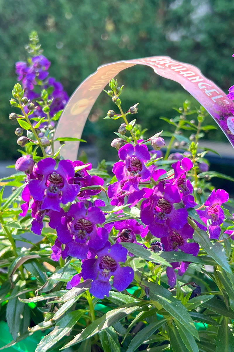Angelonia, Archangel Purple