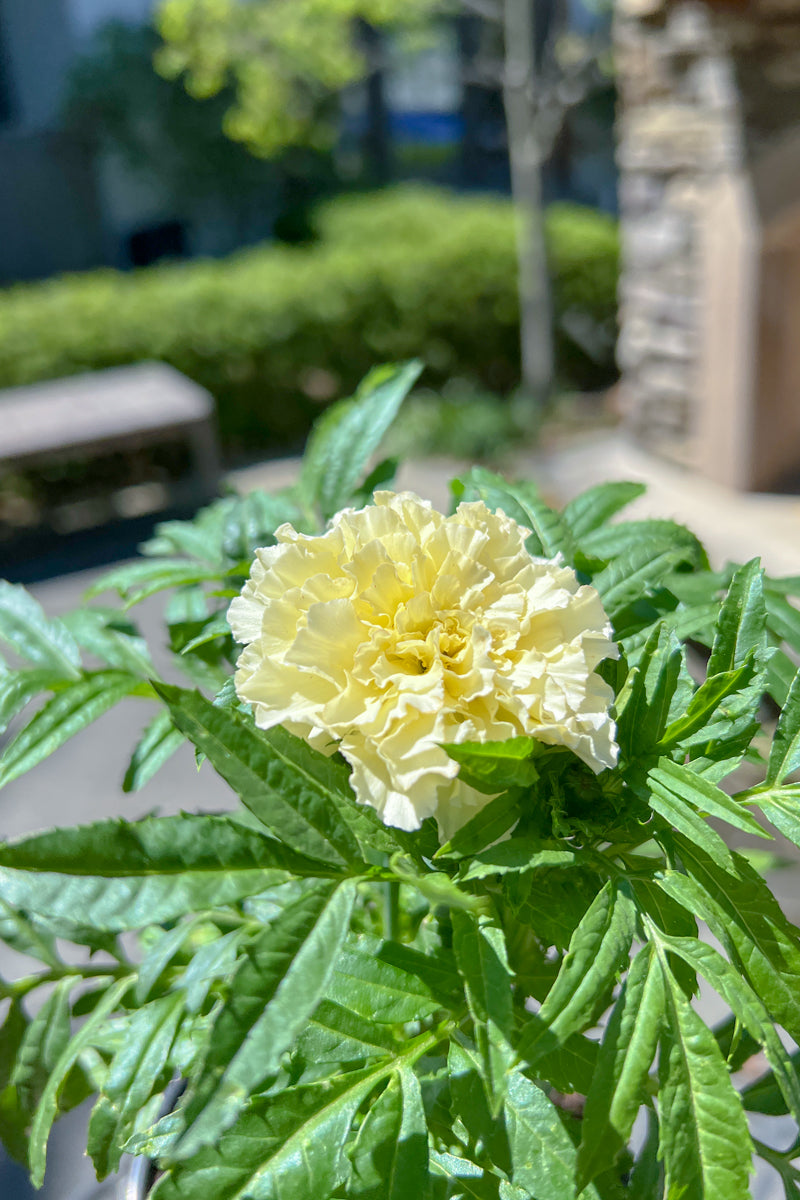 Marigold White (Tall)