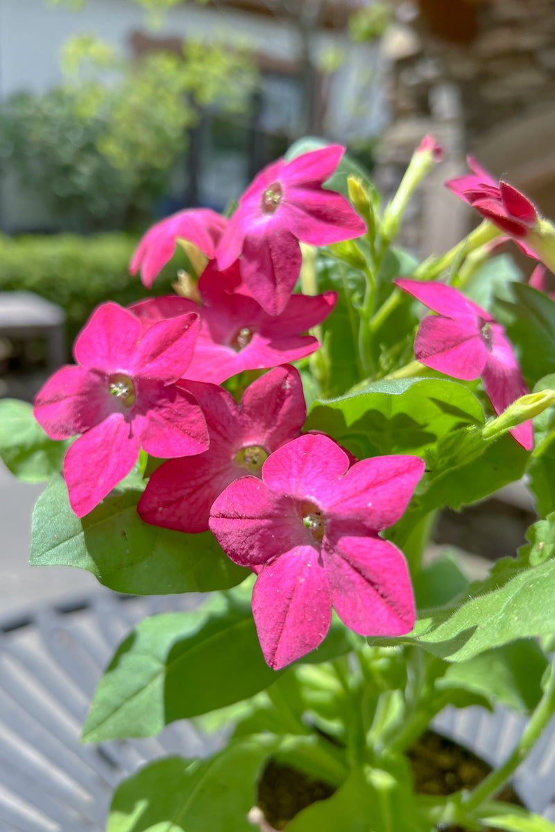 Nicotiana Pink