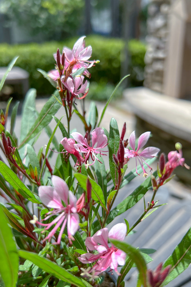 Gaura Pink