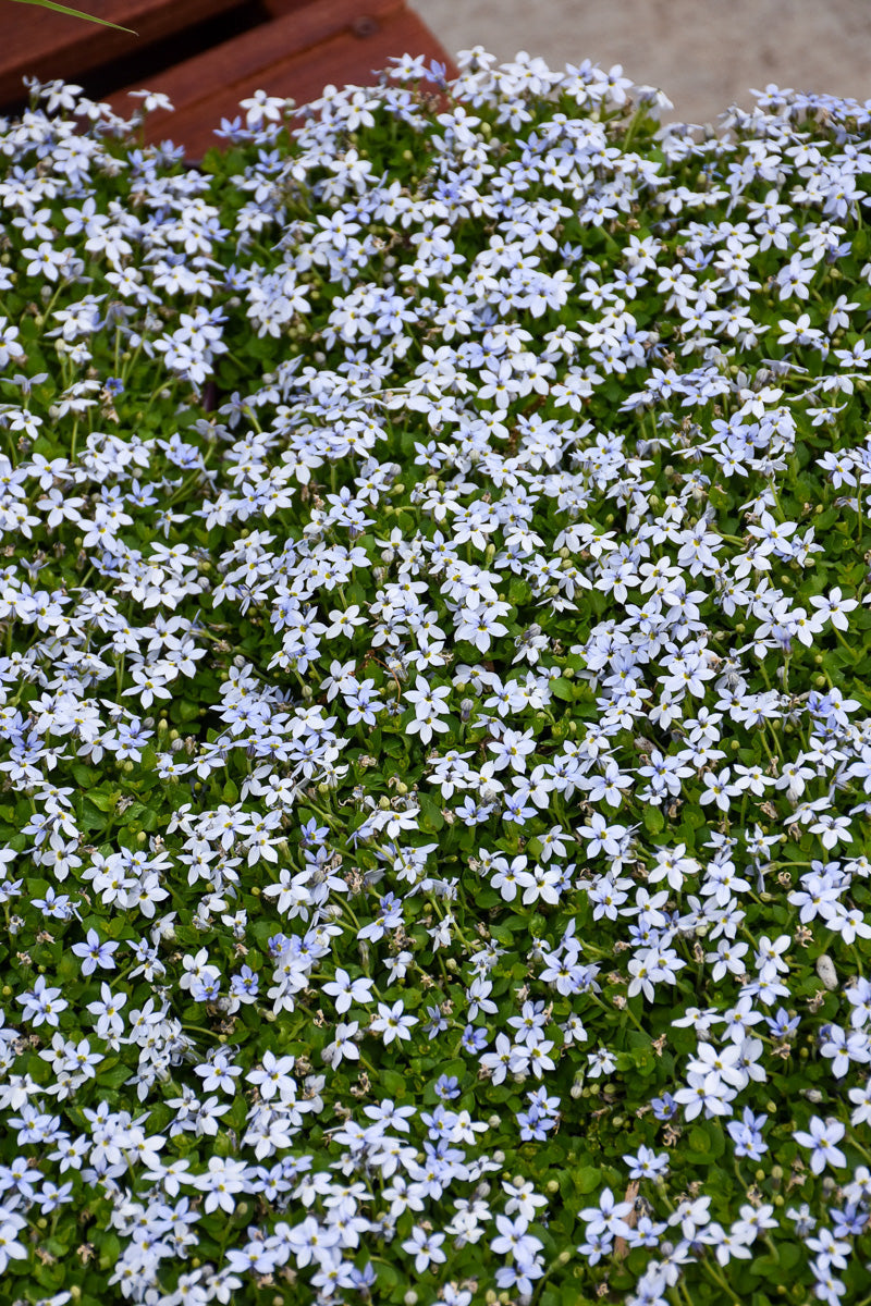 Blue Stars