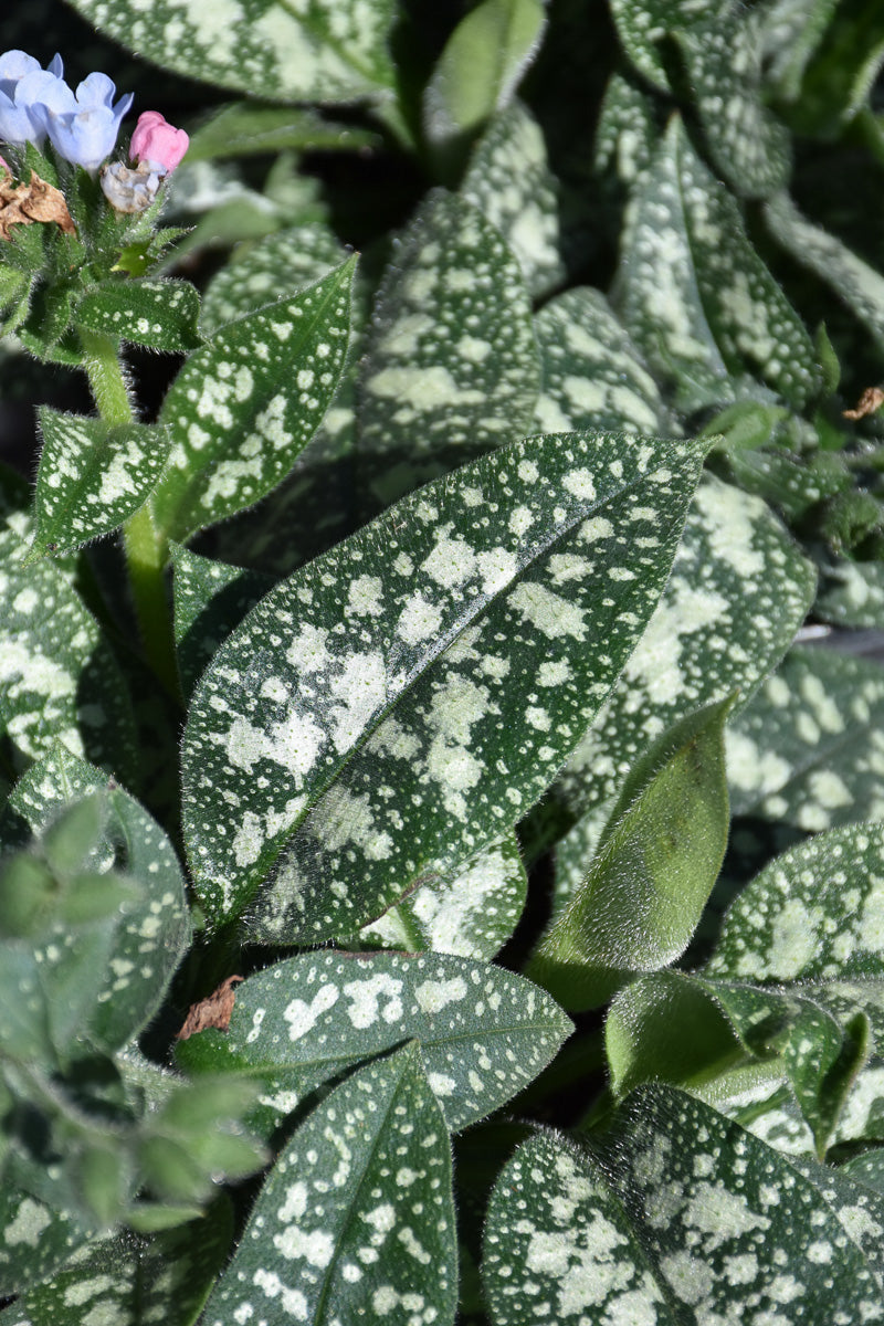Lungwort, Twinkle Toes