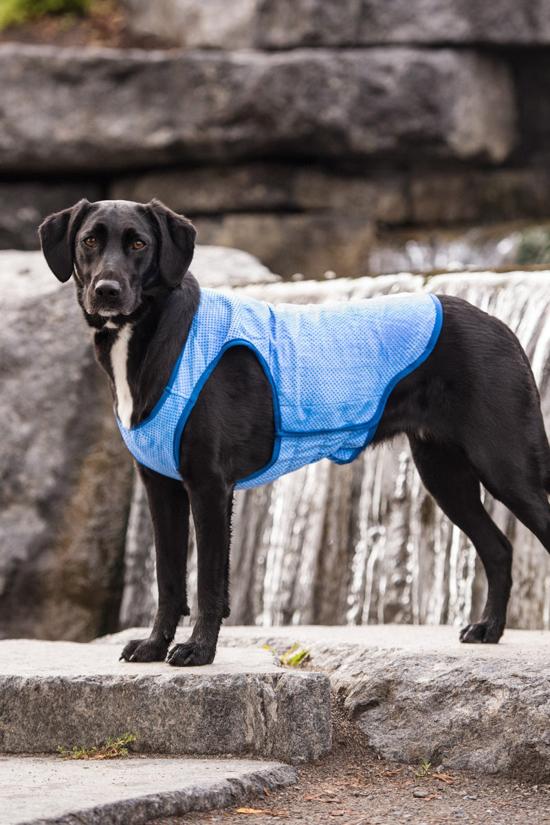 ICE VEST BLUE XS