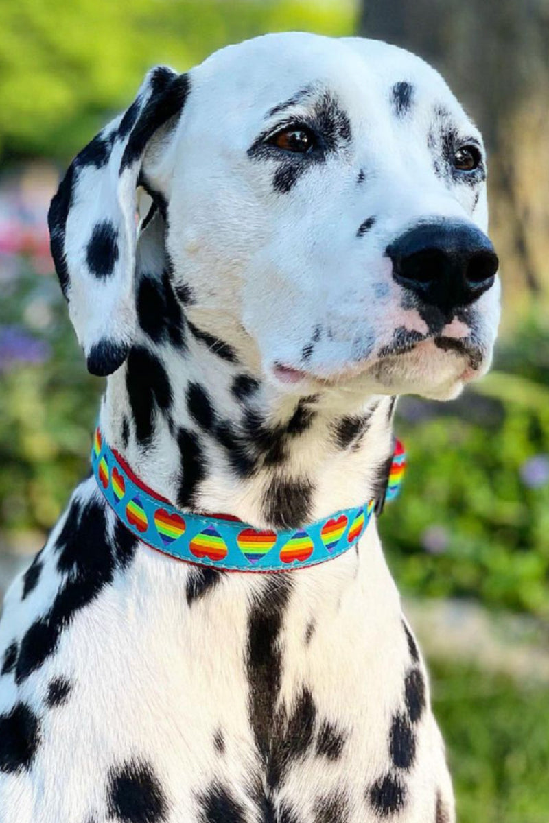 COLLAR, RAINBOW XS NARROW
