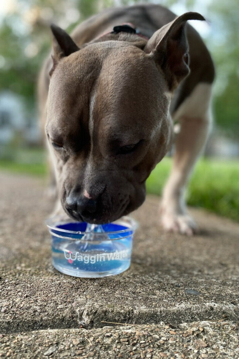 Waggin Water Purified Water