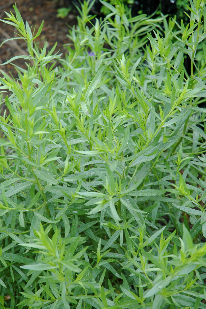 Organic Herb, Tarragon Fr