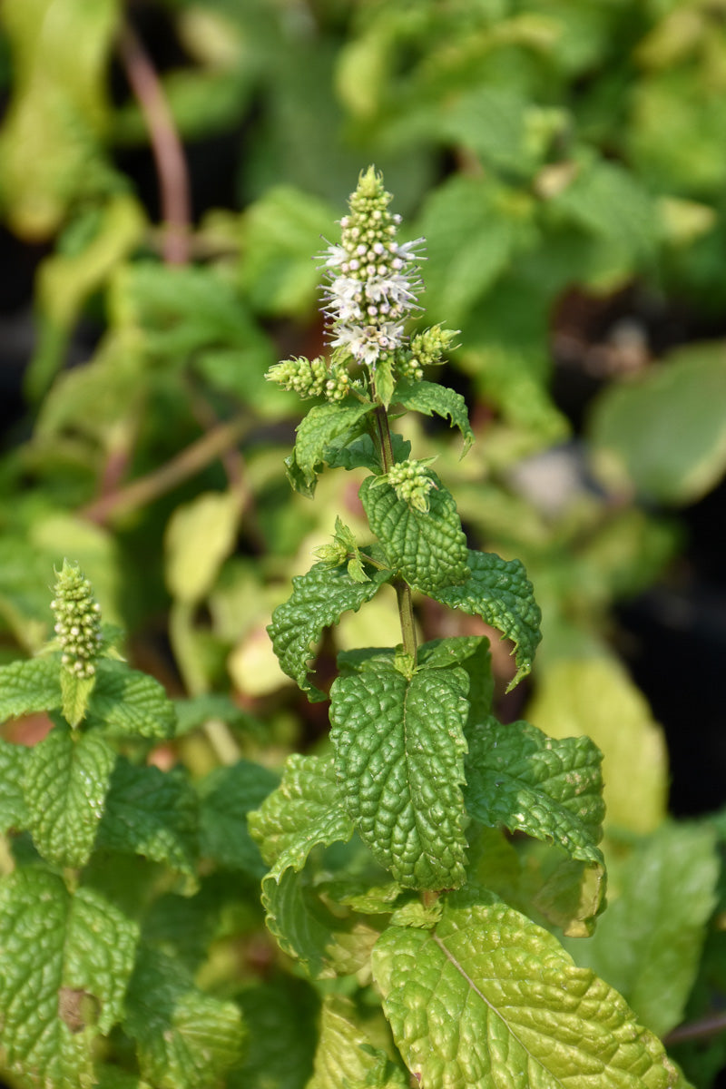 Herb, Mint Mojito