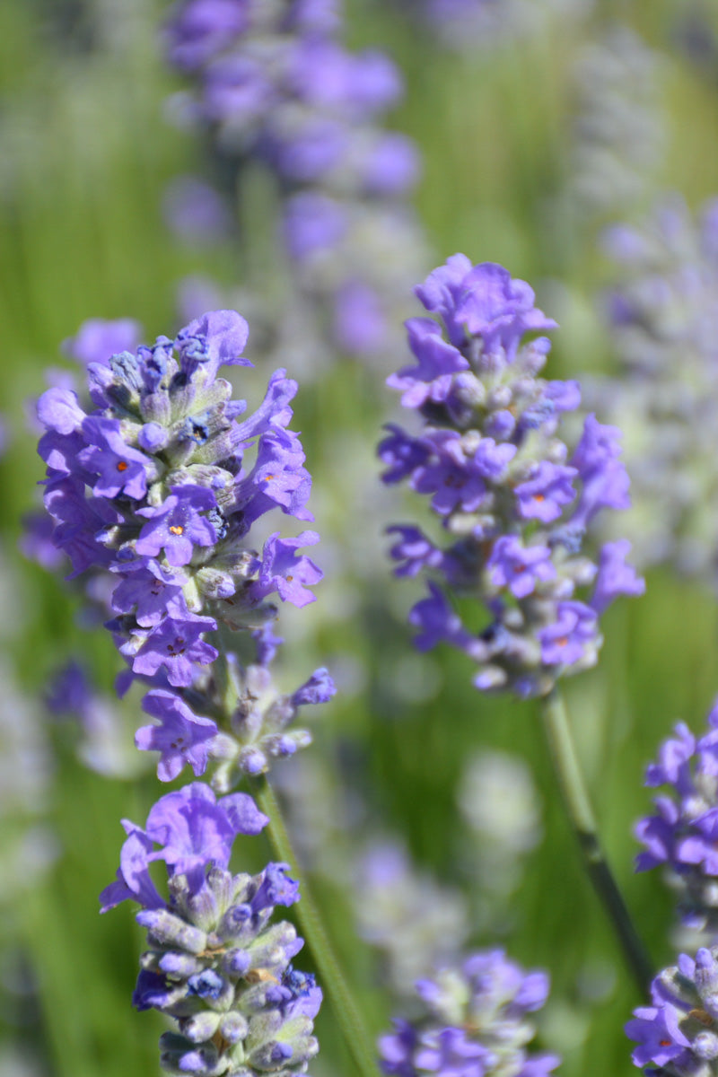 Herb, Lavender Munstead