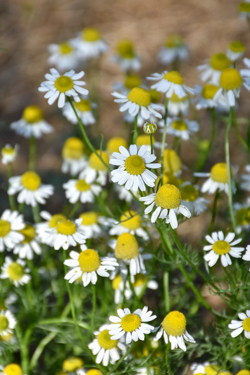 Herb, Chamomile German