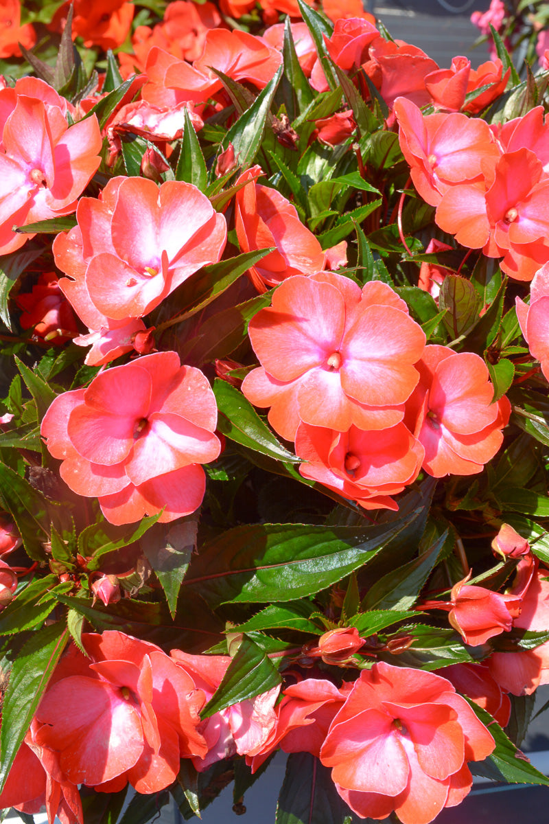 Impatiens, New Guinea Mango Swirl