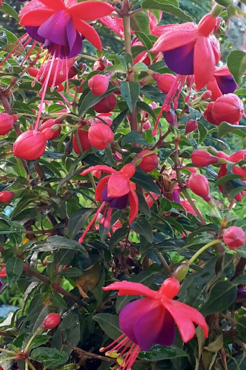 Fuchsia, Light Pink