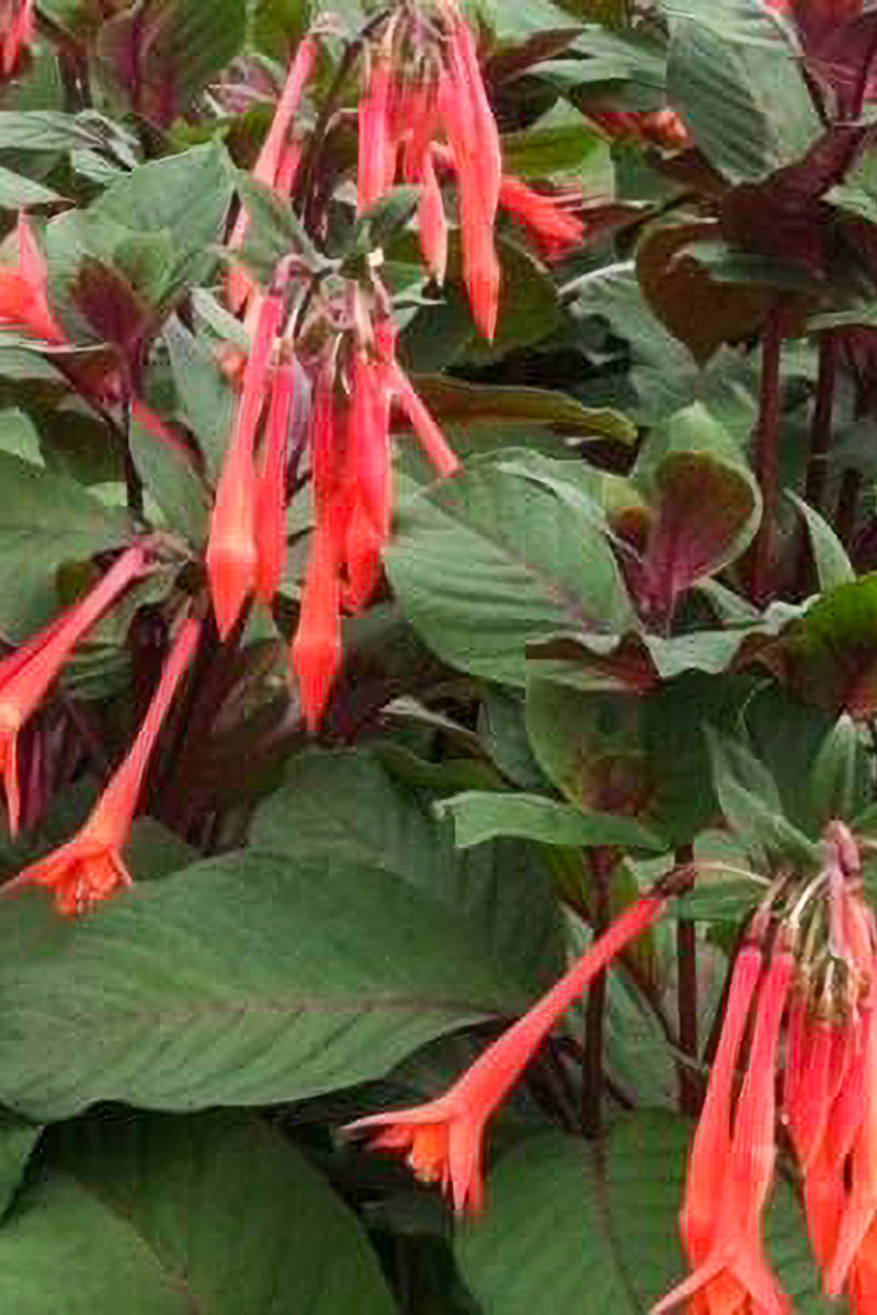 Fuchsia Gardenmeister Salmn