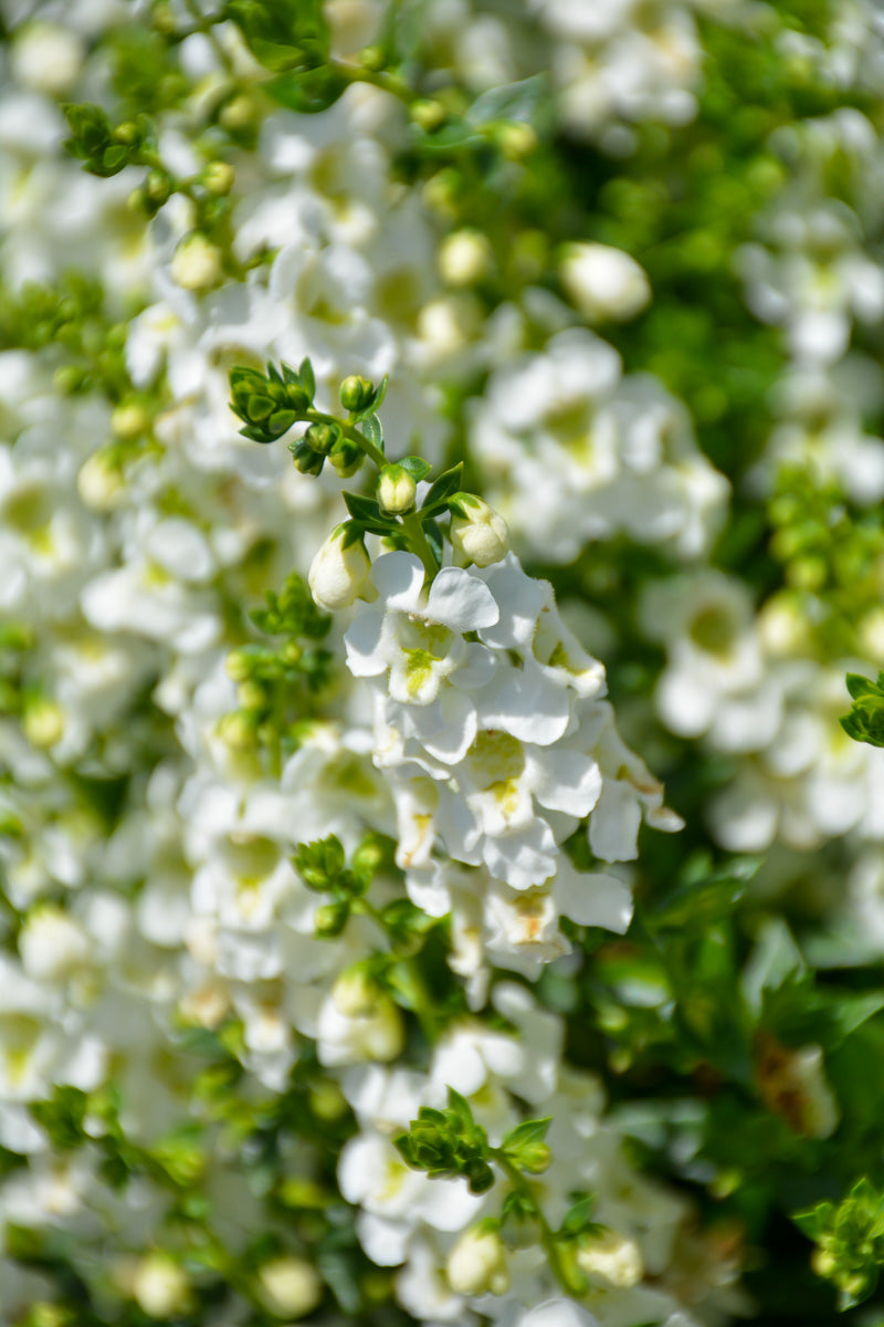 Angelonia, Serenita White