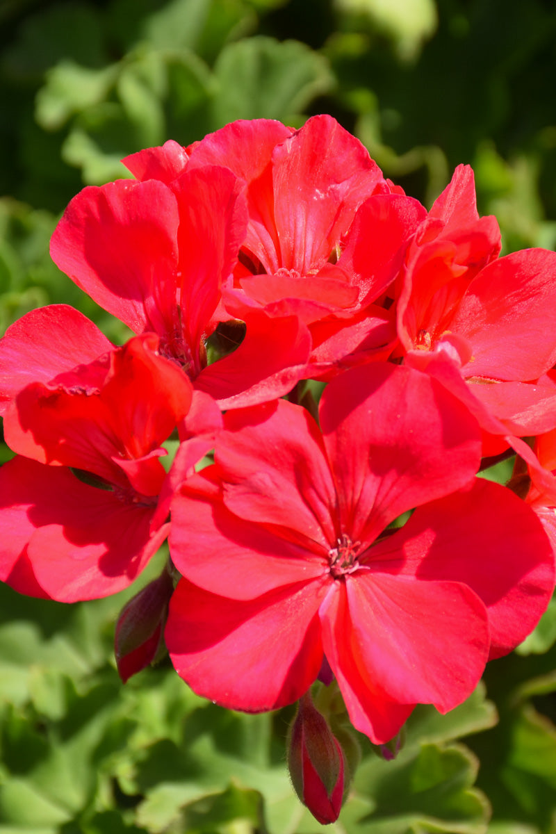 Geranium Cherry Rose