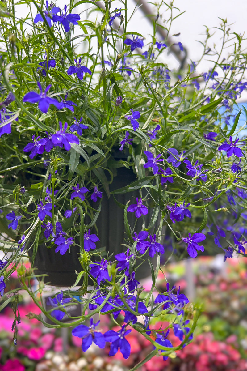Lobelia Blue