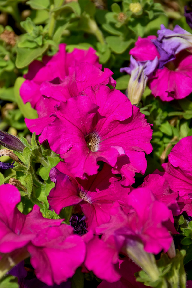 Petunia, Dreams Rose