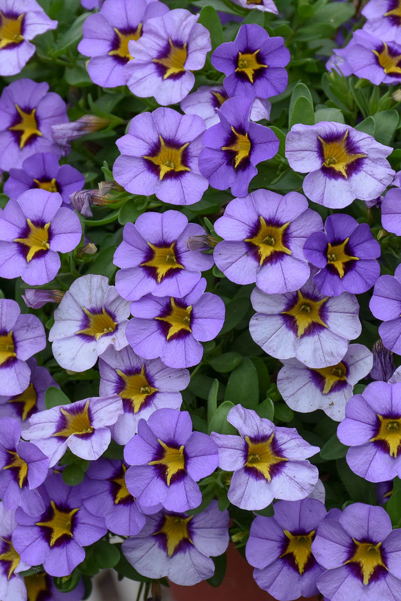 Calibrachoa, Evening Star