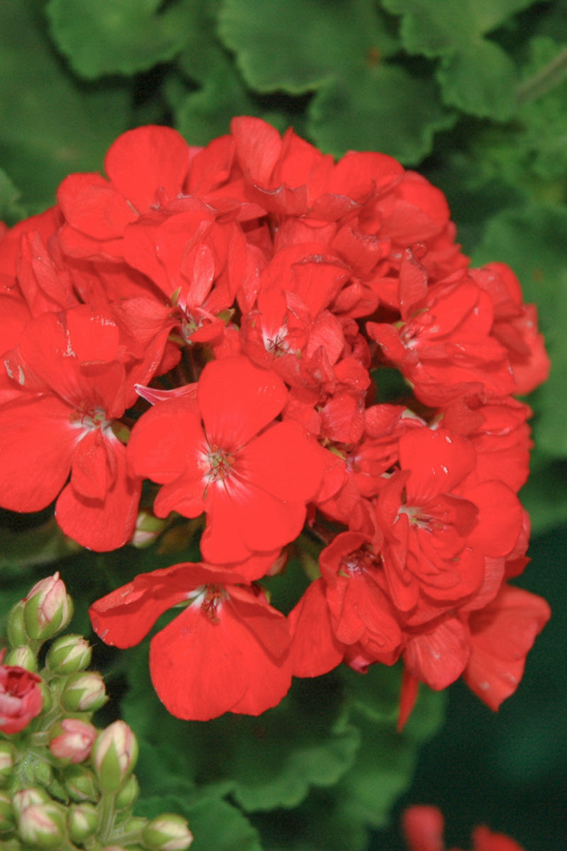 Geranium, Patriot Watermelon 4"