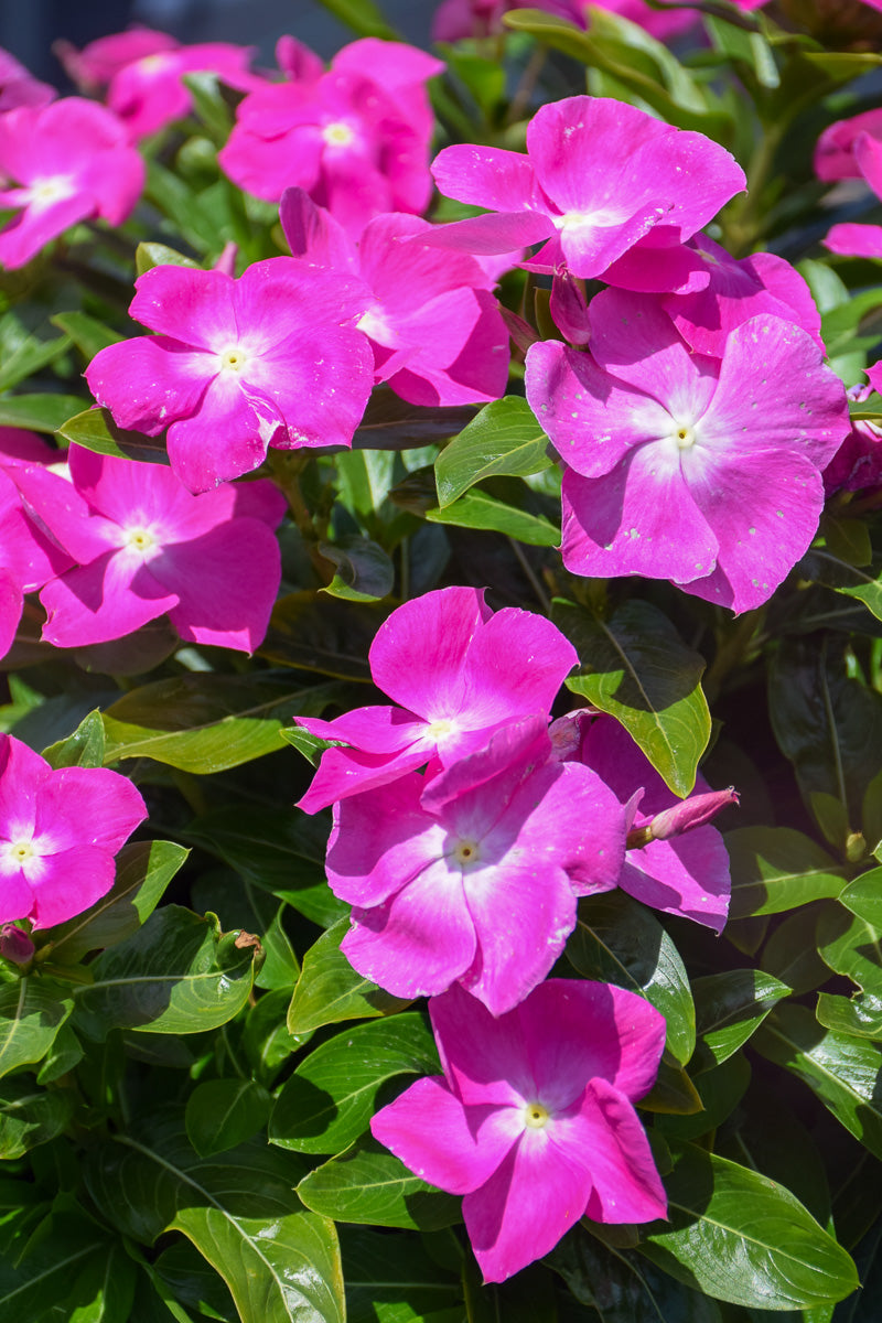 Vinca, Cora Orchid