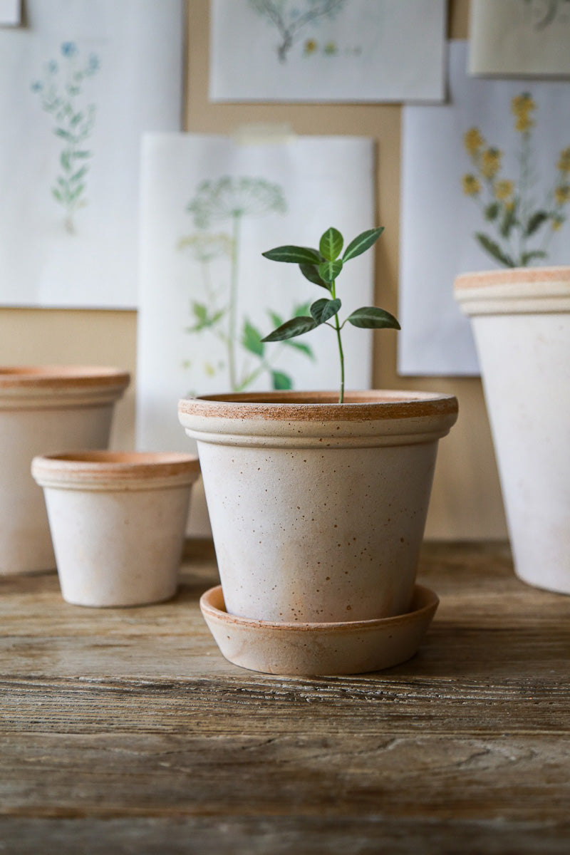 POT, FLORA ROSA W/S 6.3"