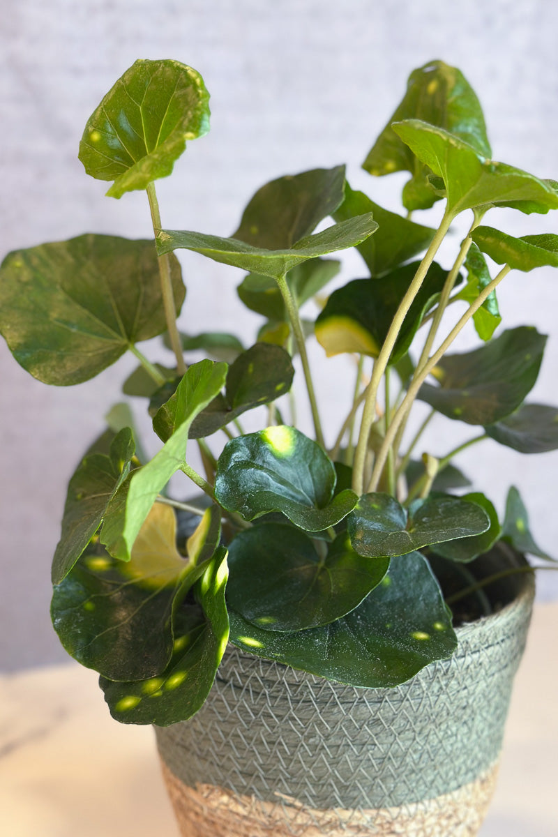 Farfugium Japonicum, Firefly 6"