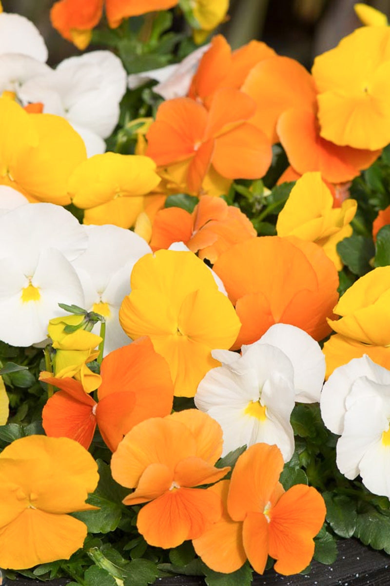 Pansy, Matrix Daffodil