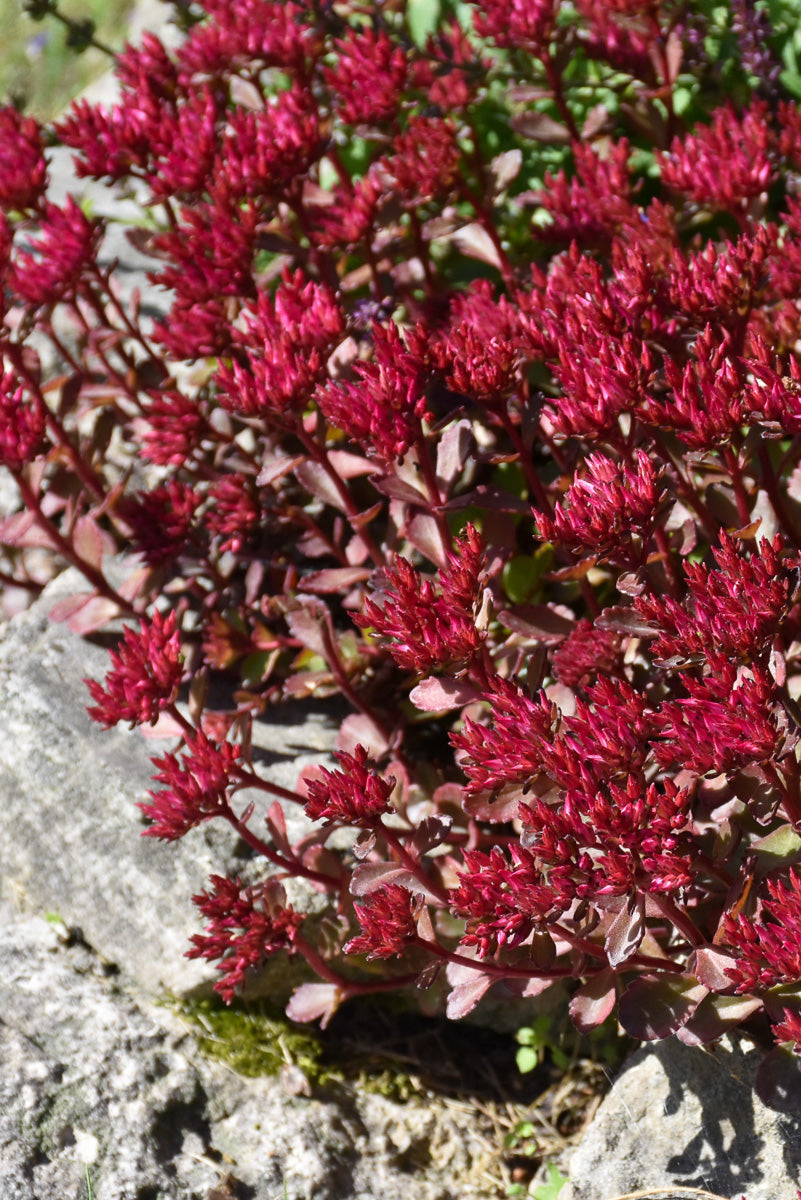 Sedum, Voodoo