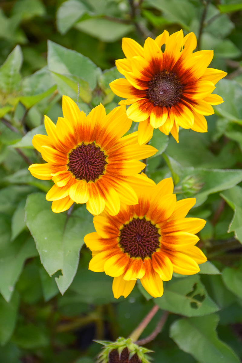 Helianthus Brown Eyed Girl