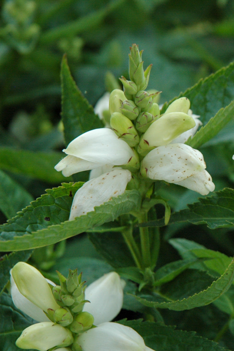 Turtlehead, White