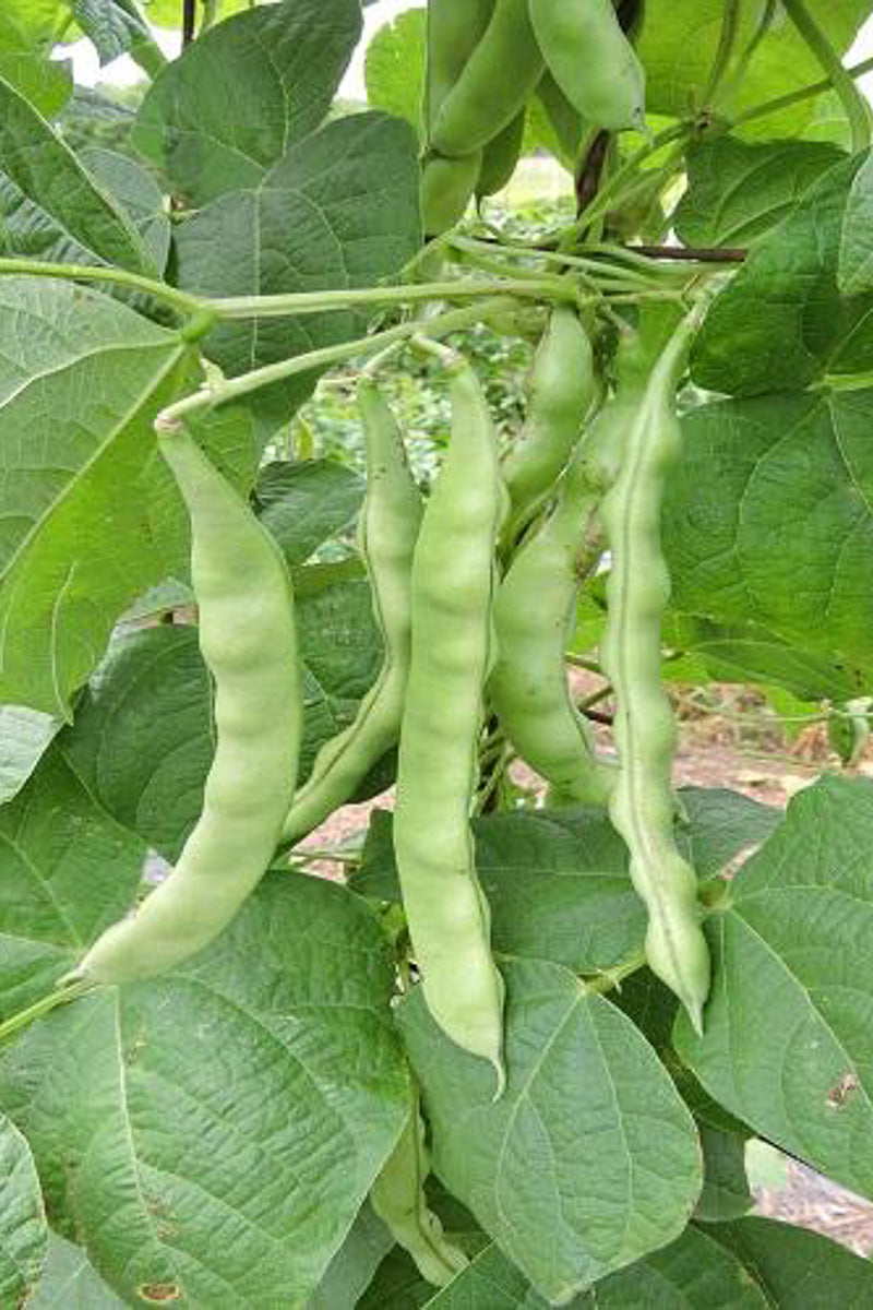 Seed Savers Dallas Edwards Bean