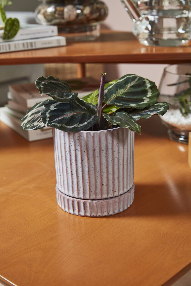 Pot, Los Feliz 5X5.5"
