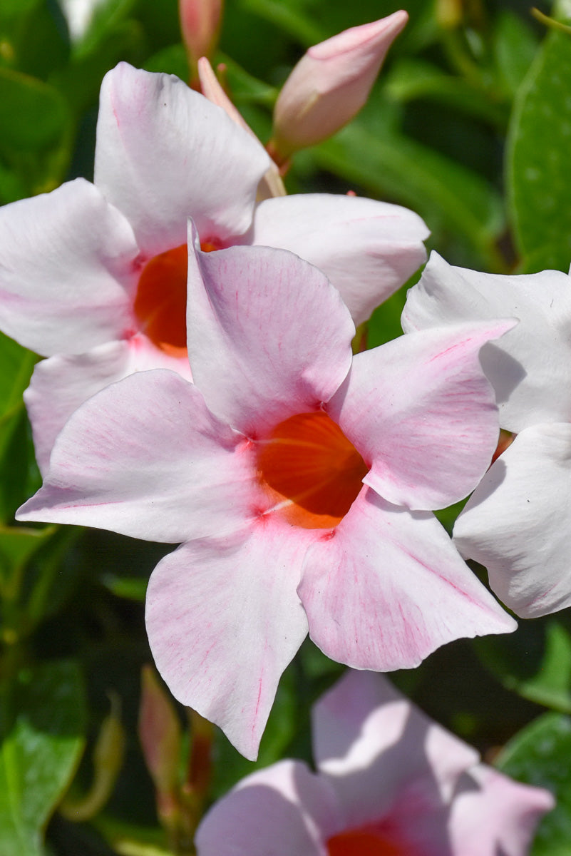 Mandevilla, Cream Pink