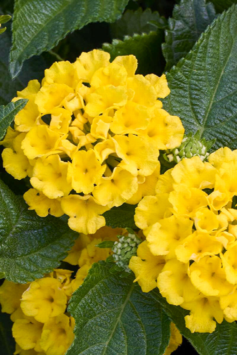 Lantana Pina