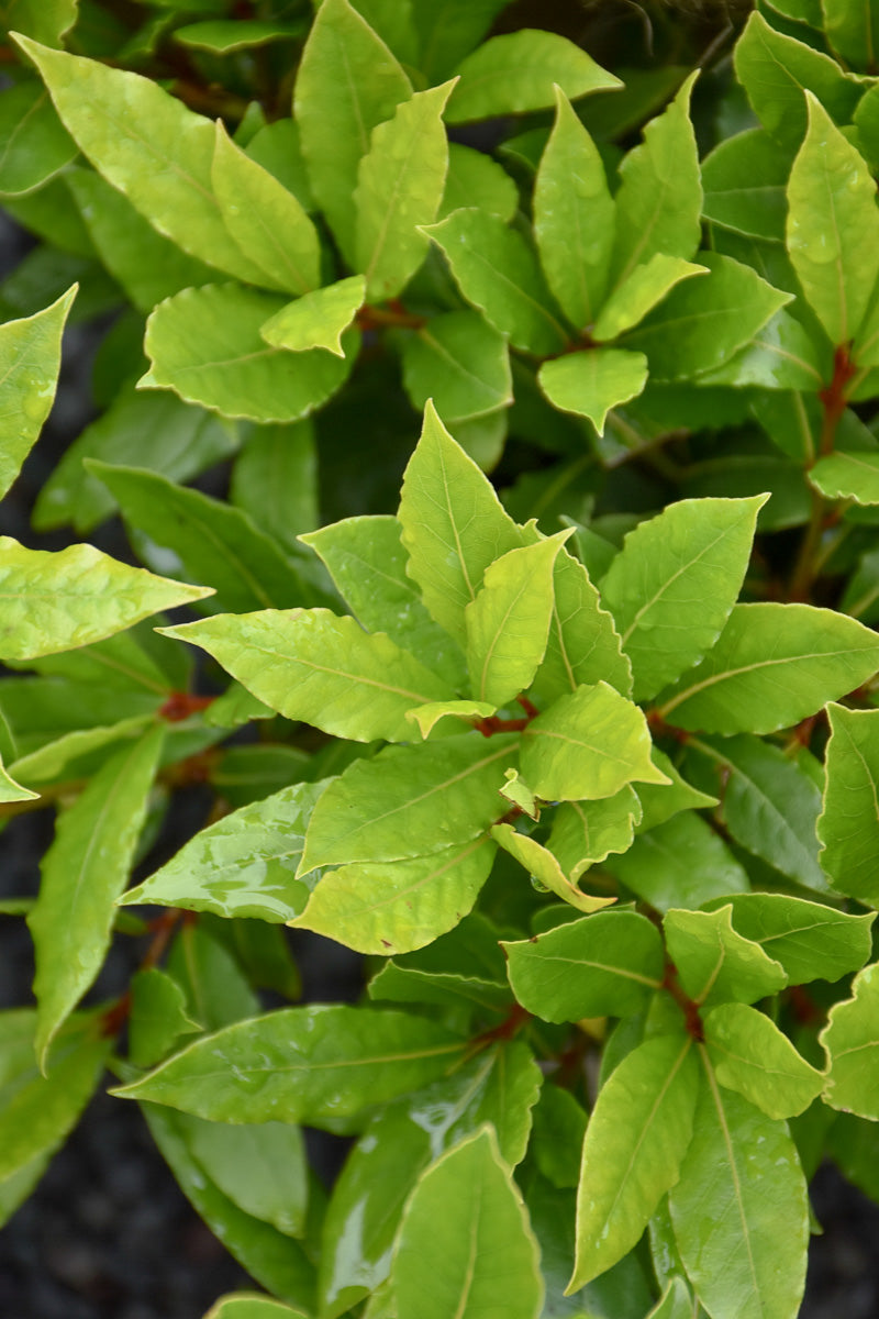 Laurus Little Ragu