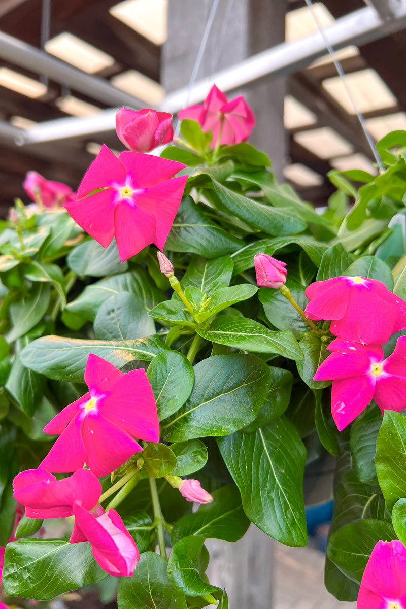 Vinca, Cora Rose Punch