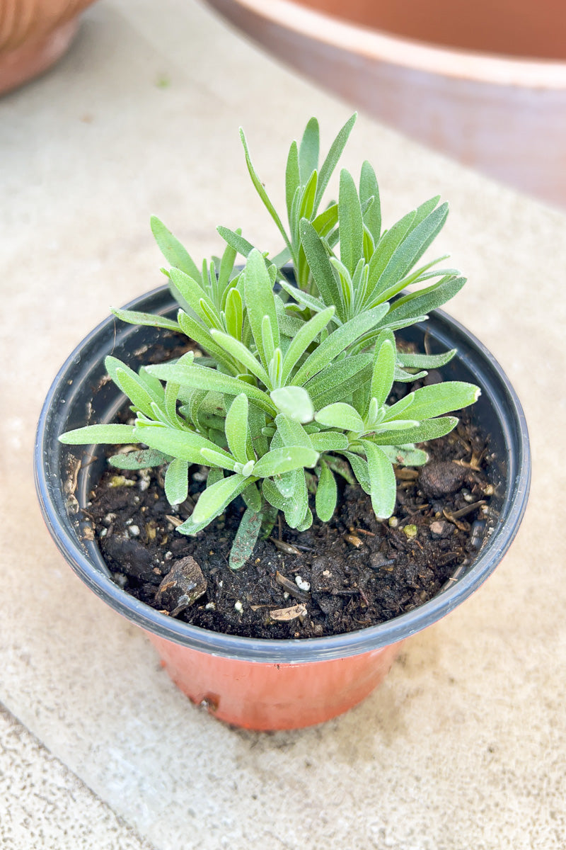 Organic Herb, Lavender