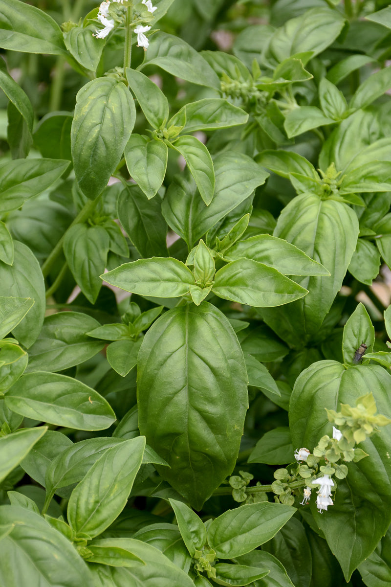 Herb, Basil Sweet Genovese 4"