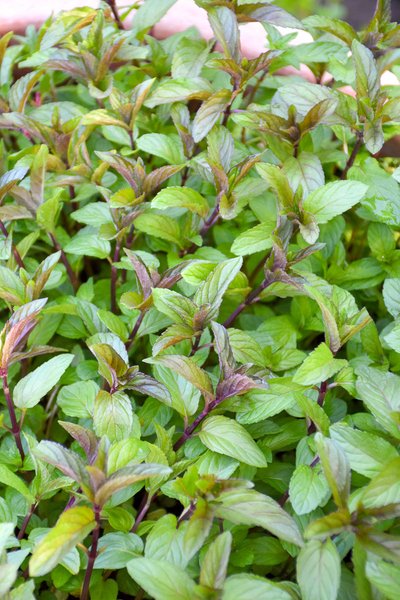 Herb, Mint Chocolate