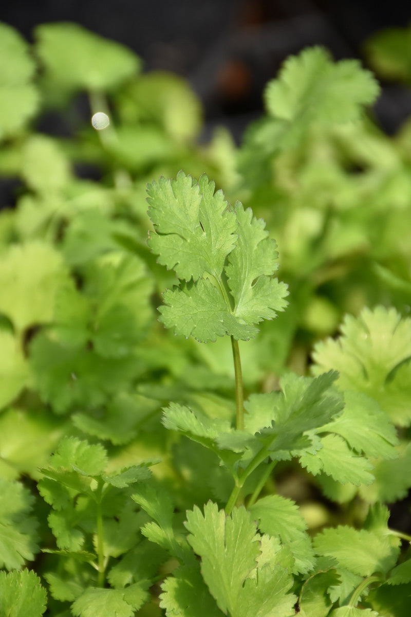 Herb, Cilantro
