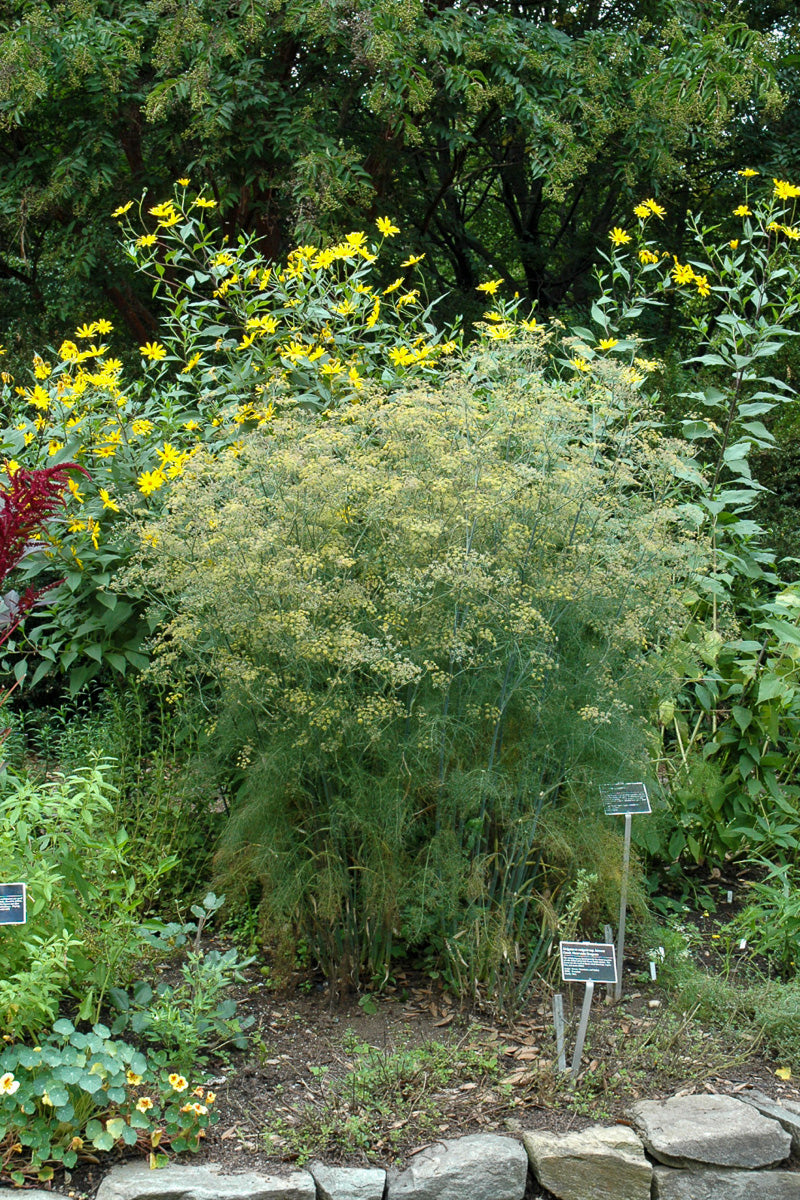Herb, Fennel