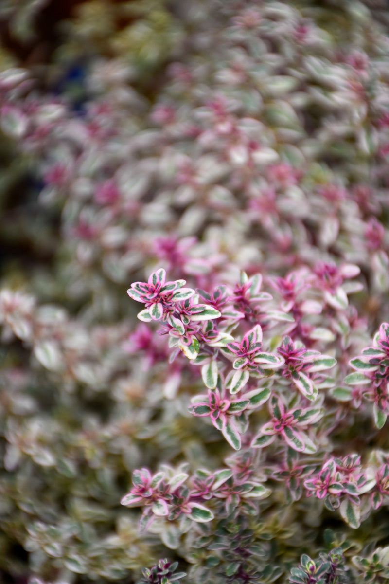 Herb, Thyme Silver Posey