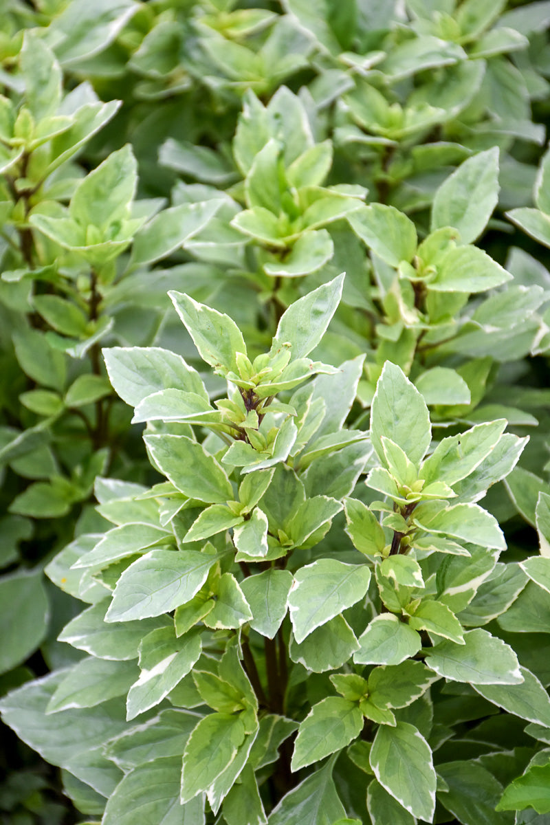Herb, Basil Lemon