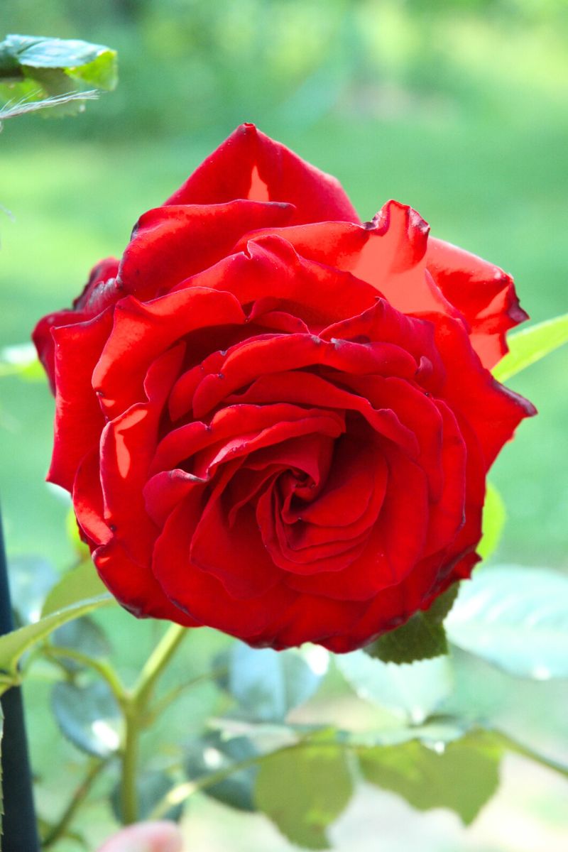Rose, Dublin Bay